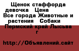 Щенок стаффорда девочка › Цена ­ 20 000 - Все города Животные и растения » Собаки   . Пермский край,Лысьва г.